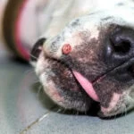 dog cyst