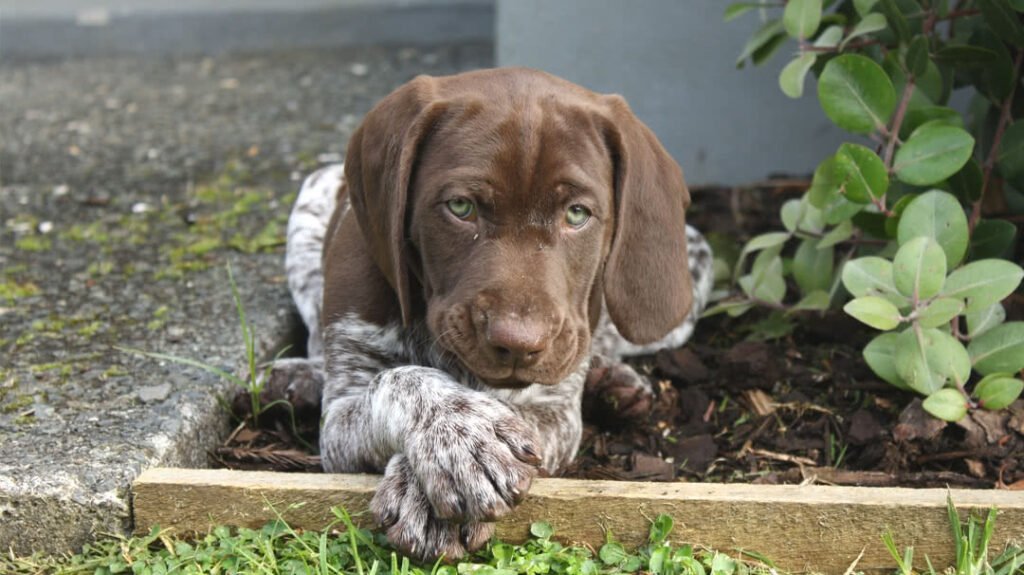 Food for GSPs Broadbents German Shorthaired Pointers