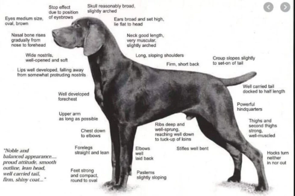 Breed standards