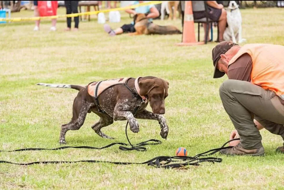 Pointer dog sale in action