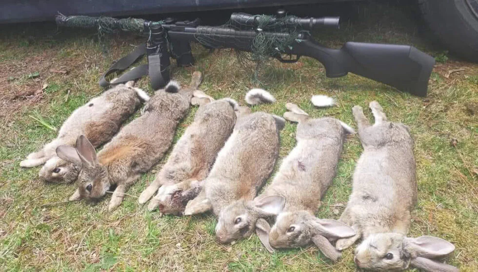 Excellent rabbit hunting NZ