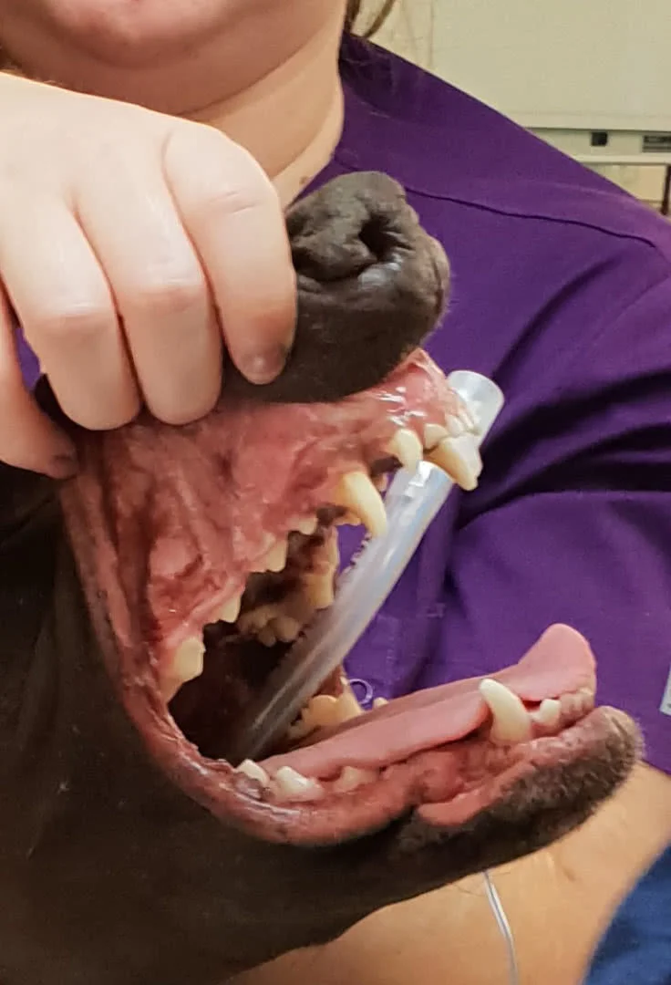 Good strong teeth