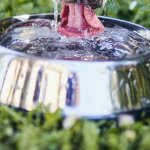 You must ensure your German Shorthaired Pointer has plenty of clean fresh water to drink all the time